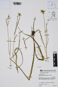 Calochortus barbatus image
